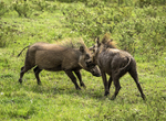Warthogs fighting