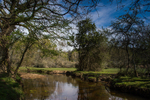 Mill Lawn Brook