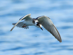 Black Tern (juvenile) flying over Farmoor Reservoir