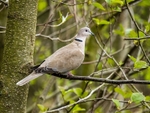Collared Dove