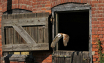 Barn owl