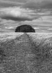 Dorset-6