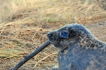 Atlantic Grey Seal