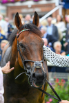 230823-Race 1-Equilateral-0280