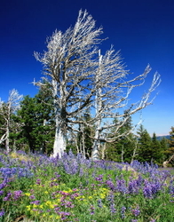 Oregon State portfolio
