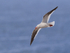 Dolphin Gull flying, Cape Bougainville, Falklands