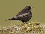 Female Ring Ouzel