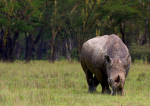 White Rhinoceros