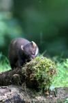 Pine Marten
