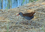 Water Rail