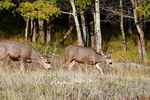 3HPhotography10-6-24_RMNP_0378_