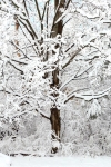 Backyard Snow Tree