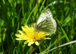 Green-veined White