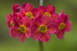 Flower - 5410