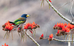 Great Barbet