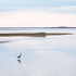 HERON AT DUSK - NEW BRUNSWICK