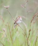 Savannah Sparrow singing
