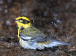 Townsends Warbler, male bathing