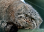 266 PALLAS CAT