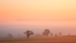 Autumn 2 Tree Mists_3719