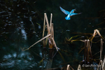 Kingfisher in flight with prey
