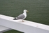 Herring Gull