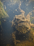 Common toad spawning_667