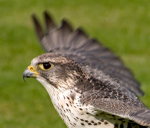 Saker Falcon (2)