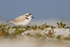 Snowy Plover, Fort De Soto Park, Florida