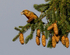 Common Crossbill