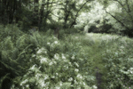 Gateposts and pathway