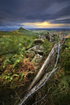 Roseberry Blues