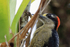 Black-cheeked Woodpecker (female) head, Arenal, Costa Rica