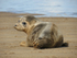 Young Seal