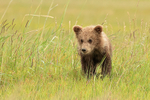 Brown Bear cub, Silver Salmon Creek, Alaska
