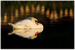 Mute Swan with Bunting 