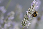 Insect_ 041
