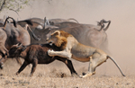 1st Lion attack part 3