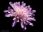Field Scabious (01)