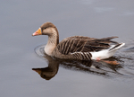 Greylag Goose