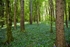 Spring Forest