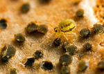 Sminthurinus elegans
