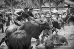 buffolo race 136BW