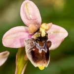 Hybrid between sawfly and bumble-bee orchids (Ophrys tenthredinifera x O.bombyliflora = O. x sommieri)