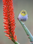 Cape White-eye, front view, Kirstenbosch Botanical Garden