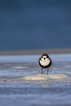 Two-banded Plover, front view, Sea Lion Island