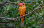Brown-winged Kingfisher
