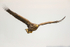 White-tailed Eagle
