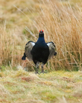 Black Grouse (male) calling and jumping, Scotland
