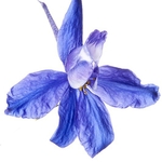 Forking Larkspur (Consolida regalis)